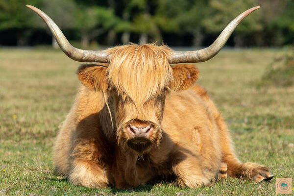 Highland Cow, New Forest