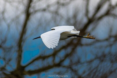 Egret in Flight