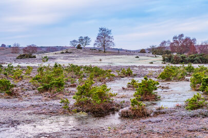 Ibsley Common