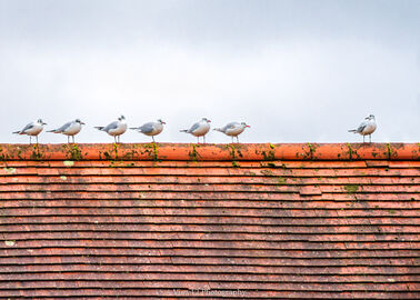 Social Distancing, or not