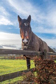 Mr Horse
