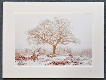 Winter Tree, New Forest, A3+ with 24" x 18" mount, fine art paper Limited Edition. £40