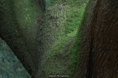 Oak Curves