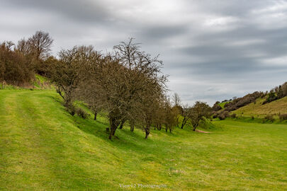 Coombe Bissett Down