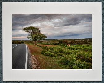 Deer at Deadman Corner, A3 print with 20" x 16" mount.