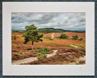 Ibsley Common, New Forest, A3 print with 20" x 16" mount.