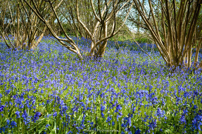 Bluebells, Very Blue