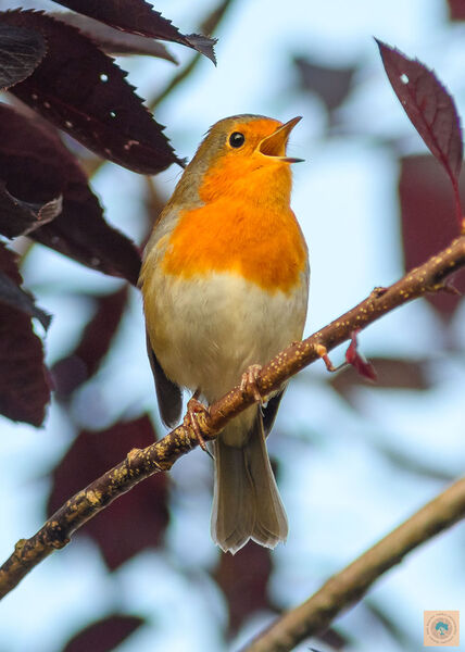 Erithacus Rubecula