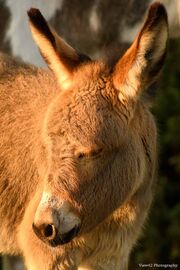Sunset Donkey Foal