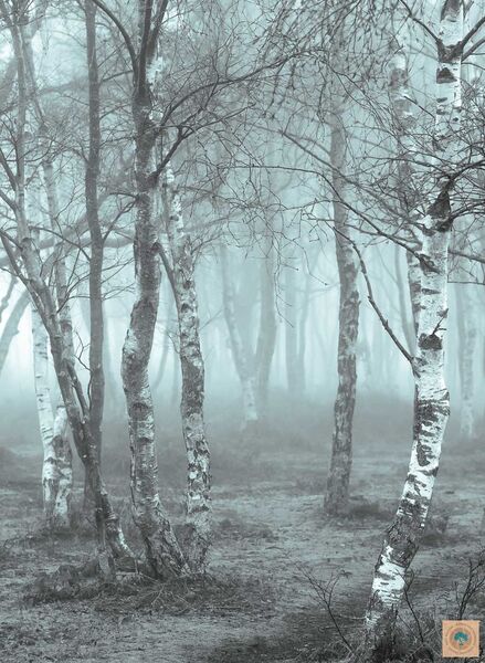 Silver Birch in Mist (b&w)
