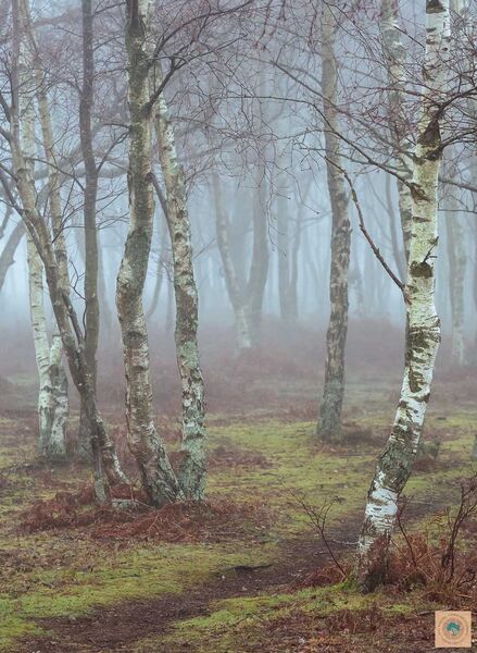 Silver Birch in Mist
