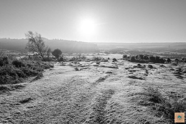 Frosty Landscape, New Forest