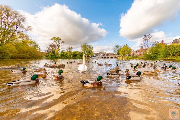 Once an Ugly Duckling, Fordingbridge
