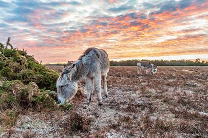 Donkeys at Bramble Hill 1