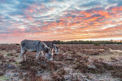 Donkeys at Bramble Hill 2