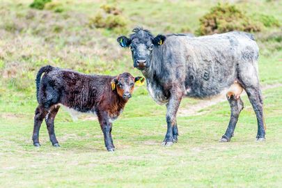 Cows at Ditchend Bottom, 16" x 12" incl. mount. £20