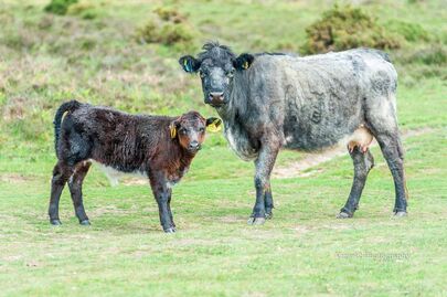 New Forest Cow with Calf