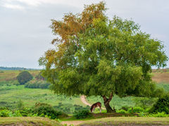 New Forest Pony at Dusk