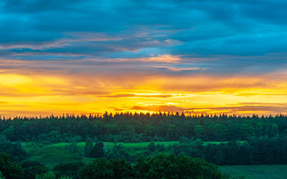 New Forest Sunset