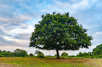A Tree in The New Forest, who knew