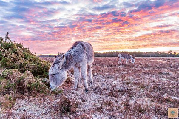 Donkeys at Bramble Hill (1)