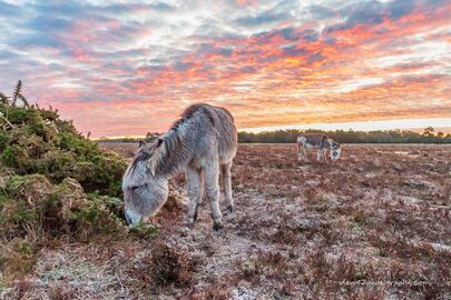 Donkeys at Bramble Hill 2