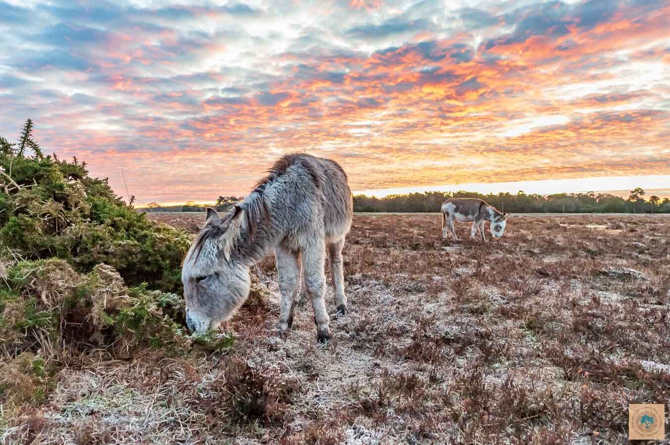 Donkeys at Bramble Hill 1