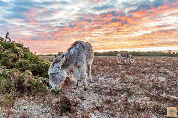 Donkeys at Bramble Hill 1