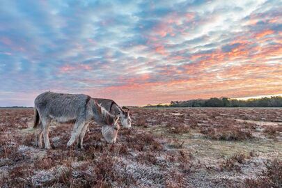 Donkeys at Bramble Hill 1