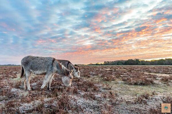 Donkeys at Bramble Hill 2