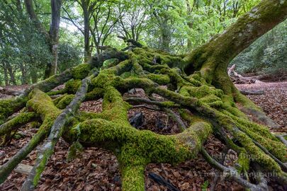New Forest Roots