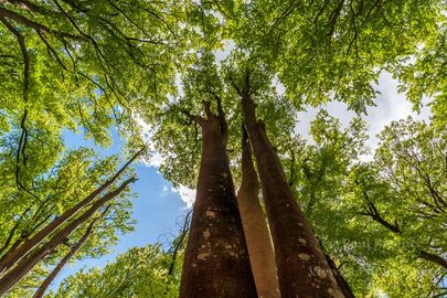 Tree Tops, Breamore