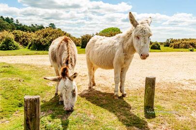 New Forest Donkey, Fritham