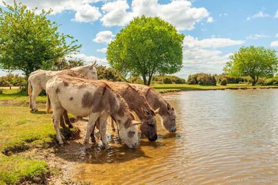 Donkeys at Janesmoor Pond