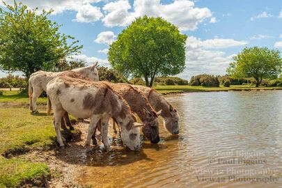 Donkeys at Janesmoor Pond 2