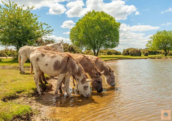 Donkeys at Janesmoor Pond