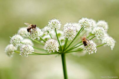 Bees on Water Hemlock