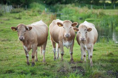 We Three Cows