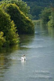 Swan on The River Avon