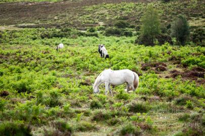White Pony in Lush New Forest