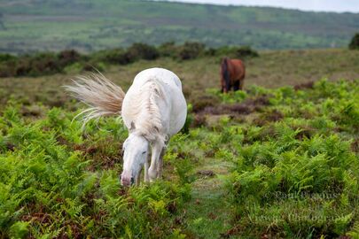 Swishing White Pony, New Forest