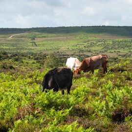 Three New Forest Cows (square)