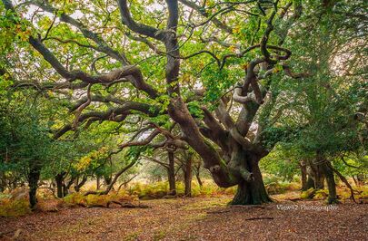 New Forest Oak, Fritham