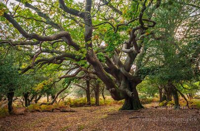 Ancient Oak