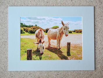 Donkeys at Janesmoor Pond 1, A4 print with 16" x 12" mount. £20