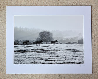 Frosted Ponies at Ogdens, A3 print with 20" x 16" mount. £28