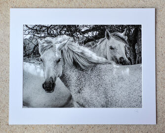 Posing White Ponies, A3 print with 20" x 16" mount. £28