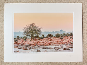 January Morning at Ogdens, A3+ print with 24" x 18" mount, fine art paper, Limited Edition. £45