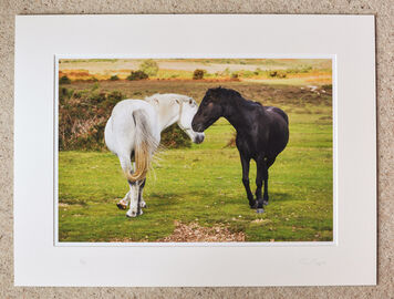 Flirting Ponies at Ogdens, A3+ with 24" x 18" mount, fine art paper Limited Edition. £40