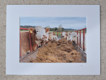 Feeding Time in The Avon Valley, A4 print with 16" x 12" mount. £15